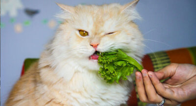 Chó mèo không ăn chay stop