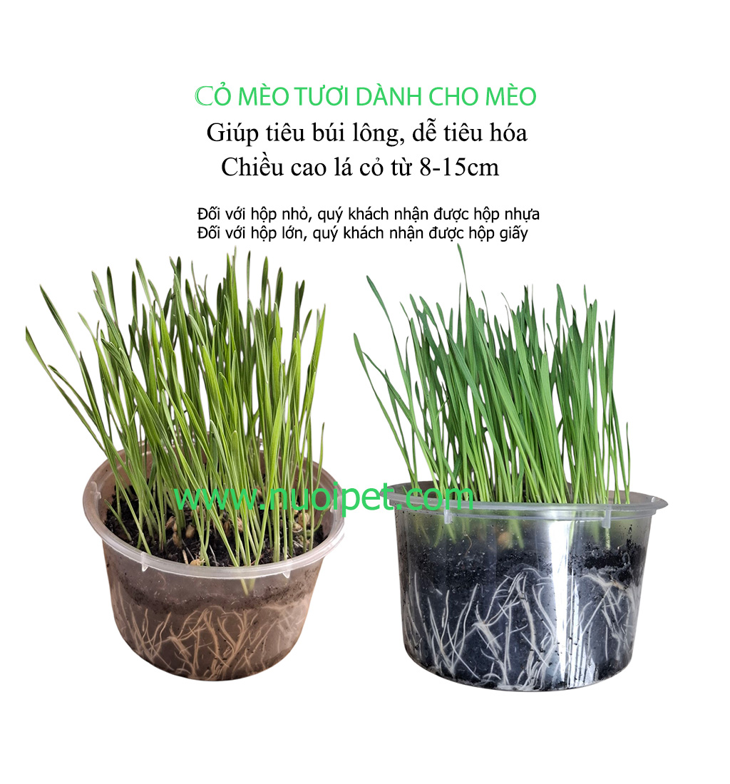 Cỏ mèo cỏ lúa mạch tươi cho mèo dễ tiêu hóa
